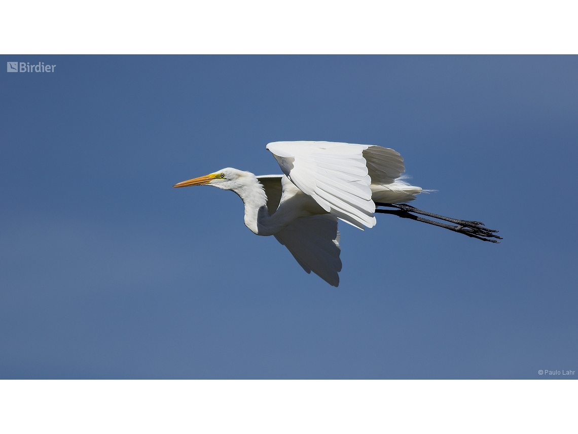 Ardea alba