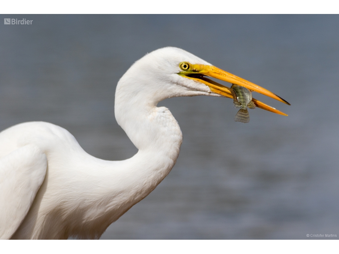 Ardea alba