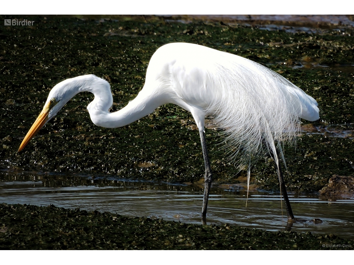 Ardea alba