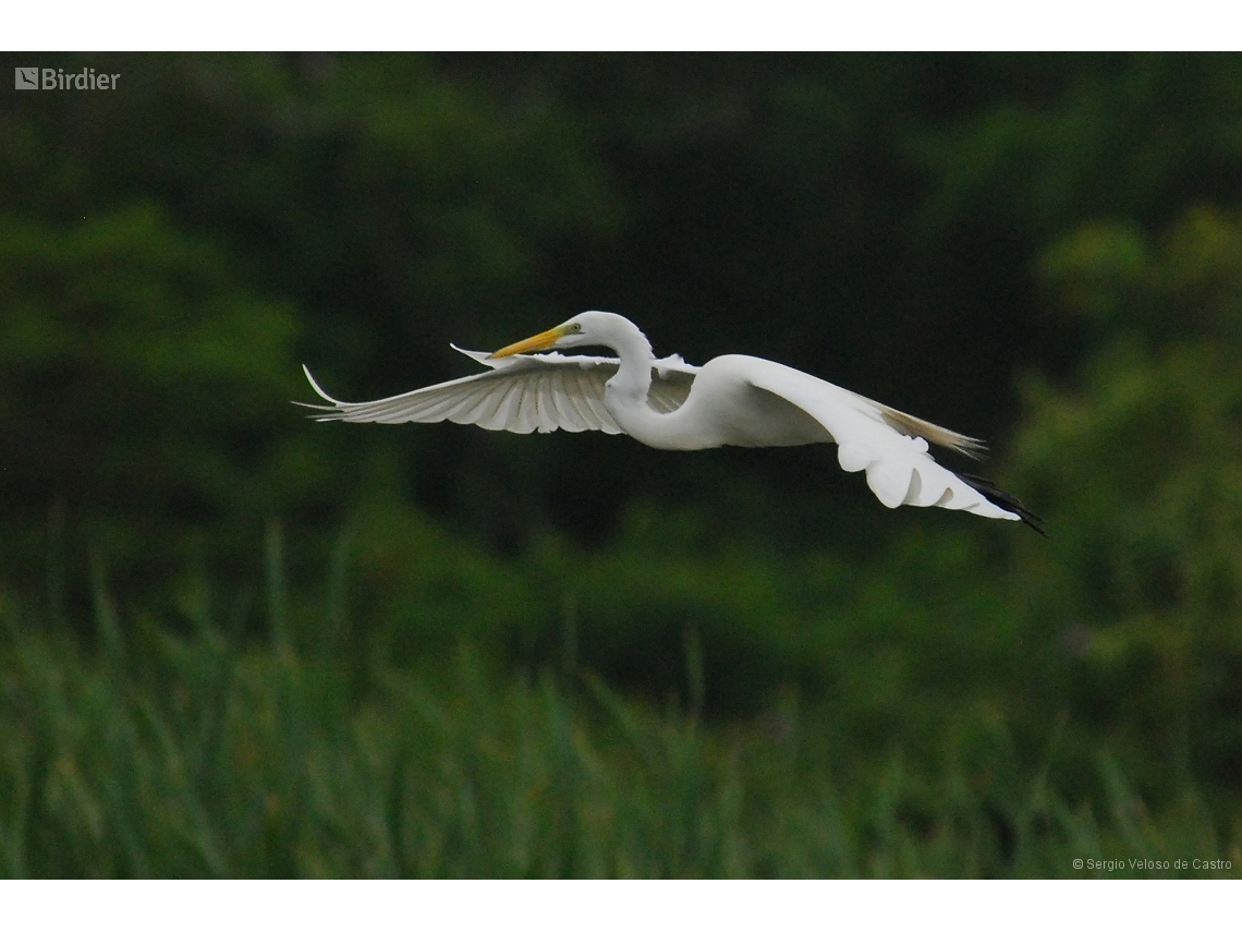 Ardea alba