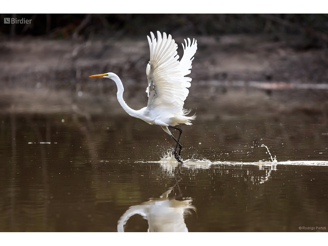 Ardea alba