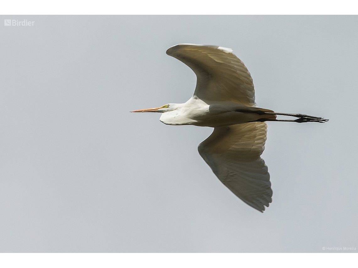 Ardea alba