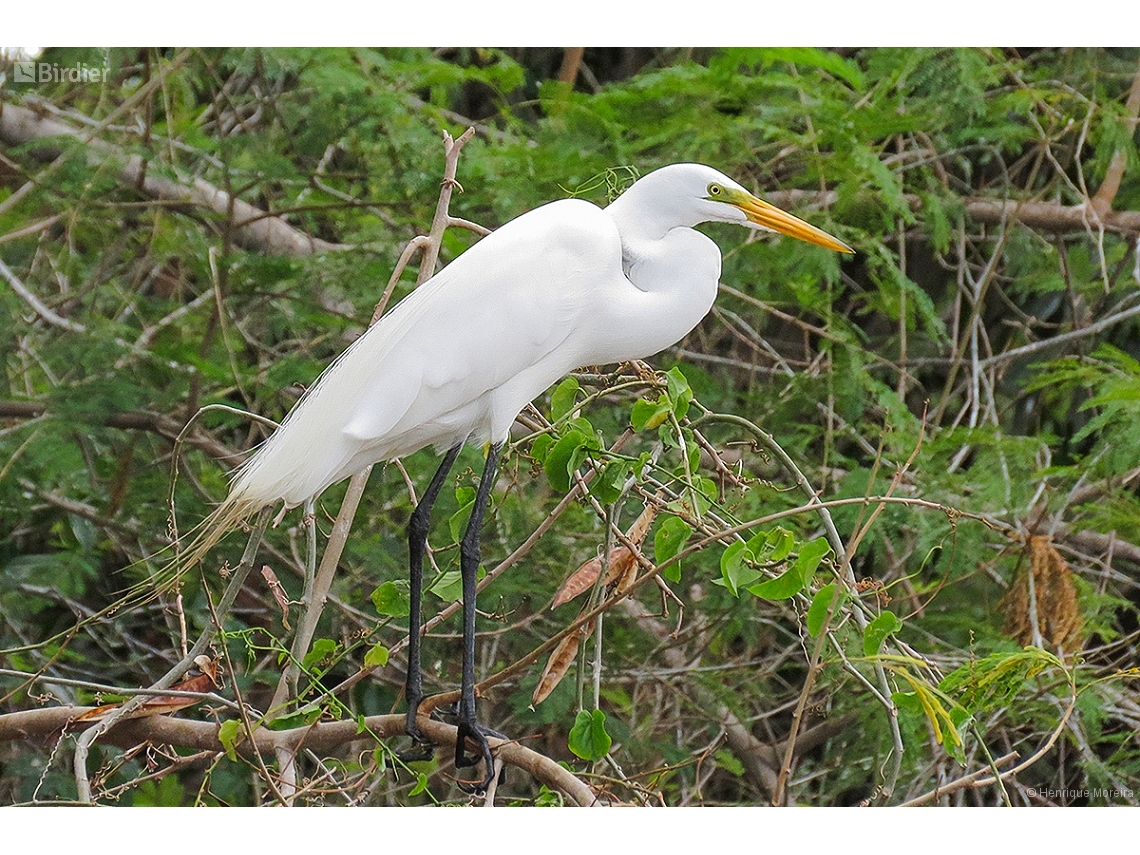Ardea alba
