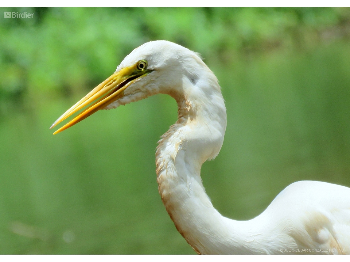 Ardea alba