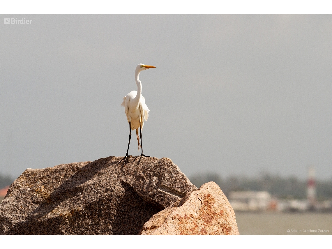 Ardea alba