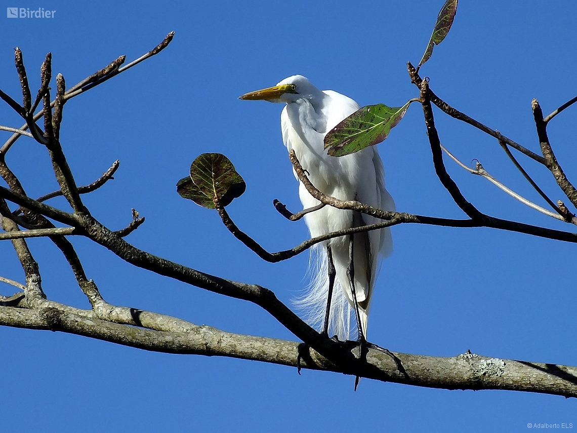 Ardea alba