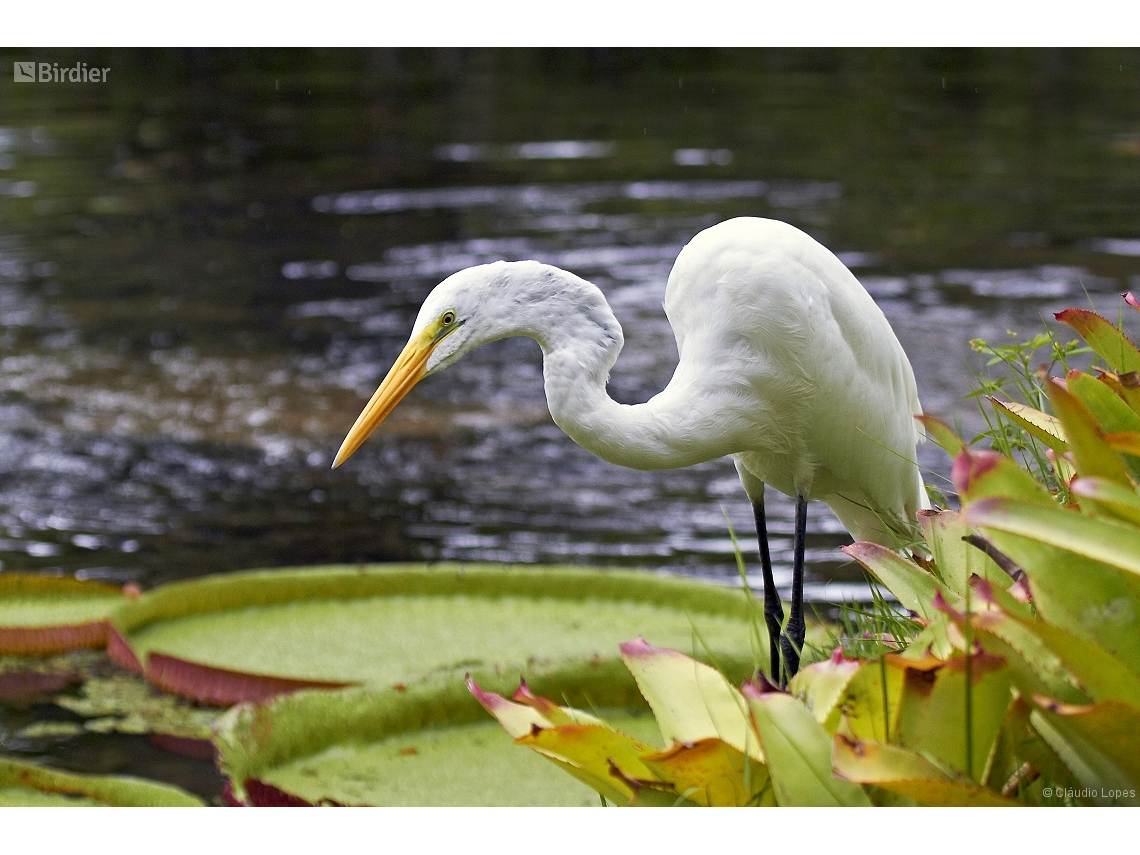 Ardea alba