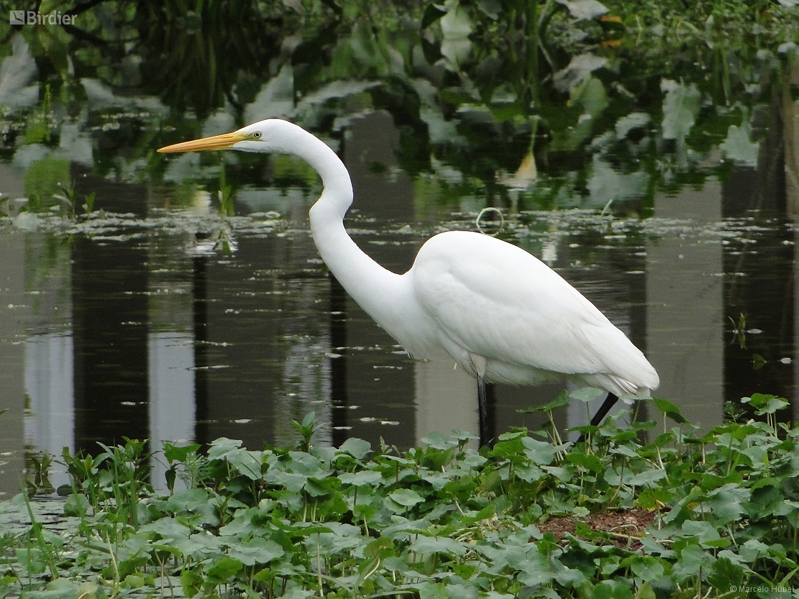 Ardea alba