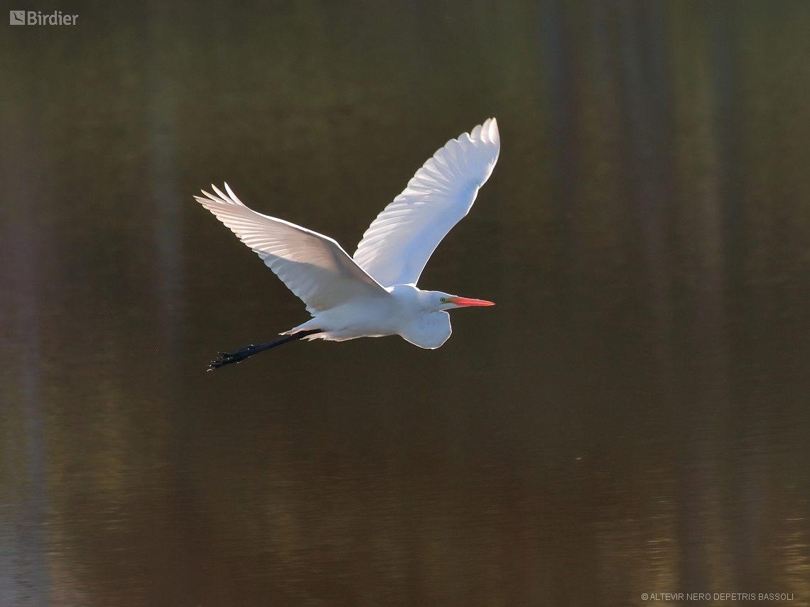 Ardea alba