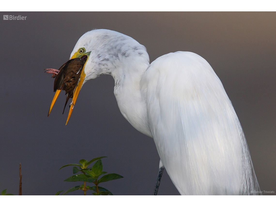 Ardea alba