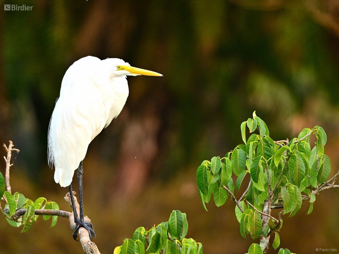 Ardea alba