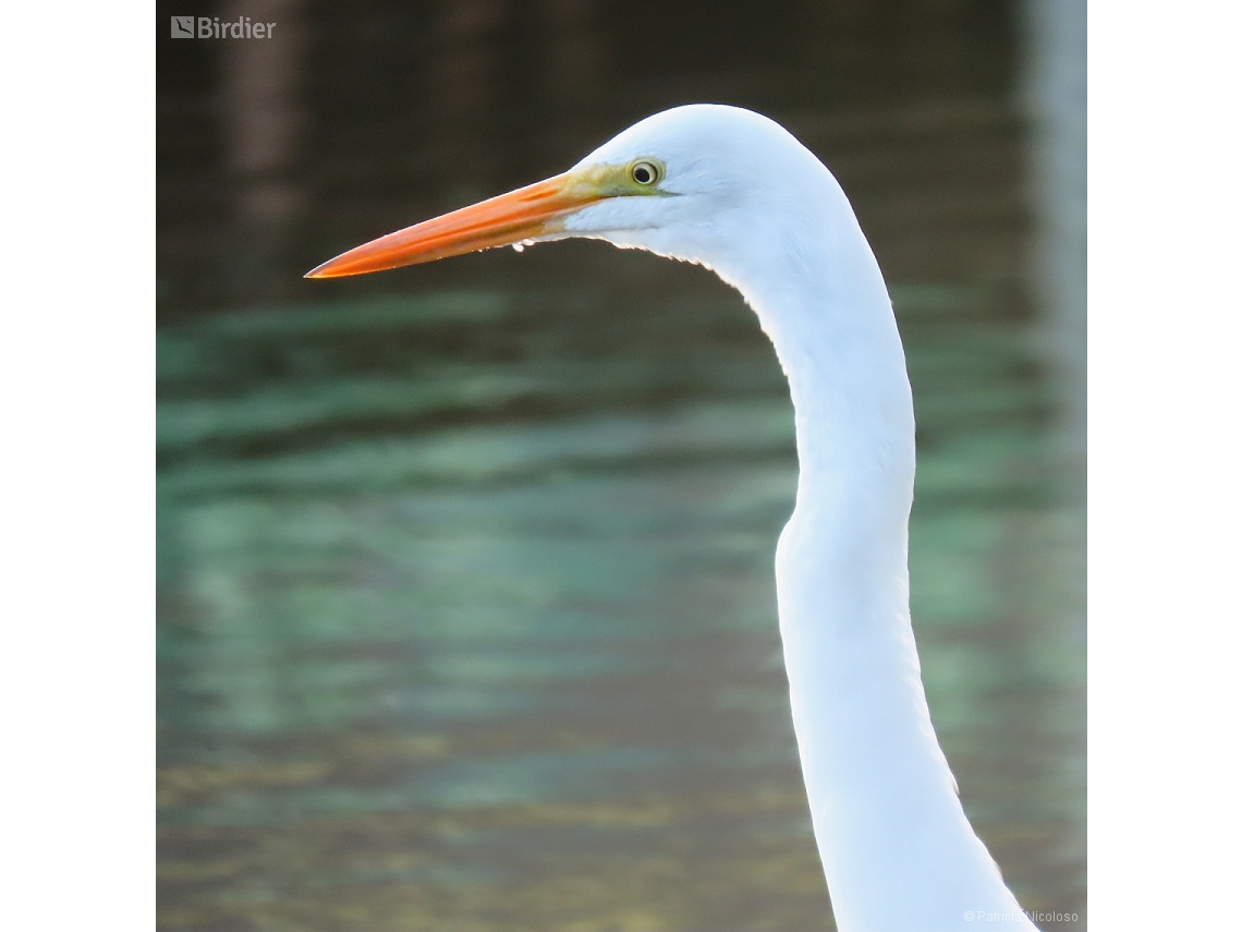 Ardea alba