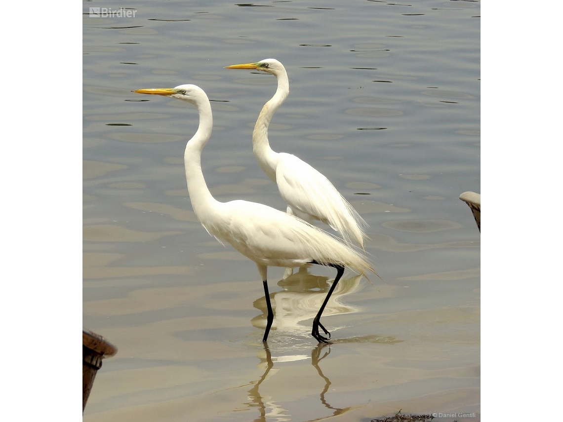 Ardea alba