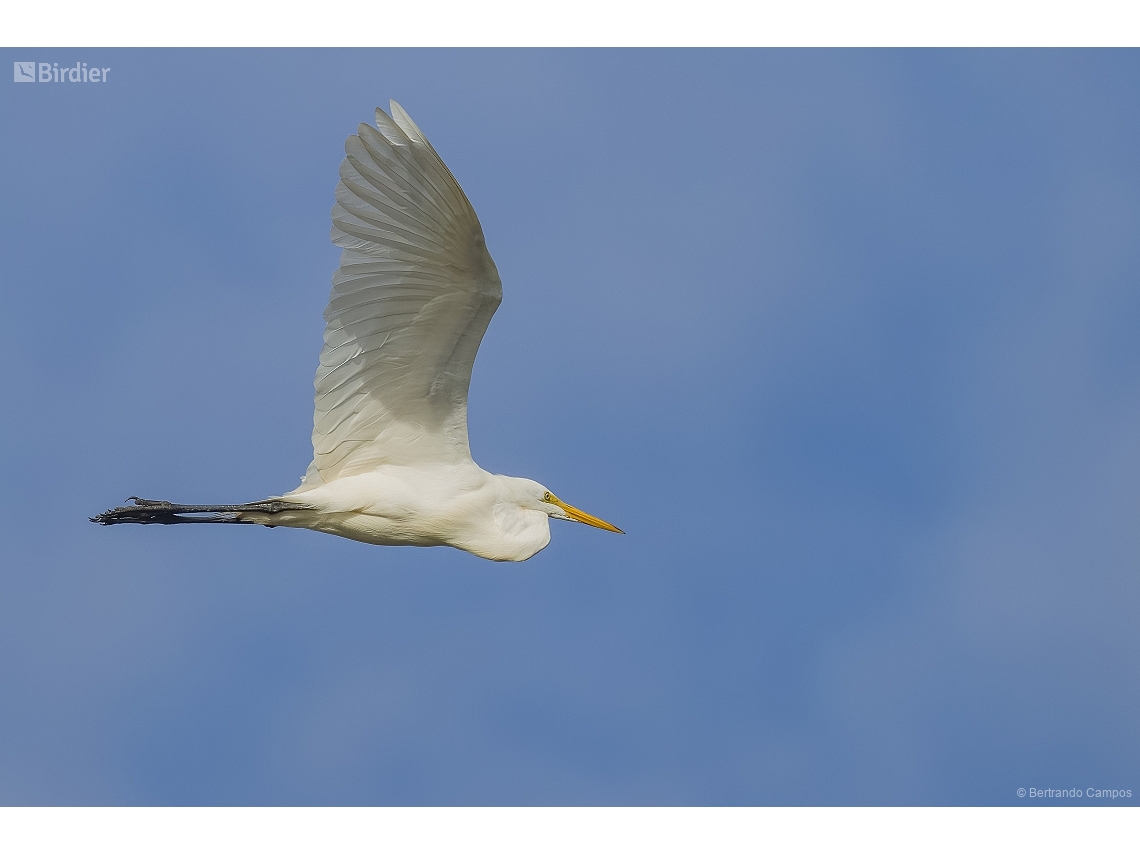 Ardea alba