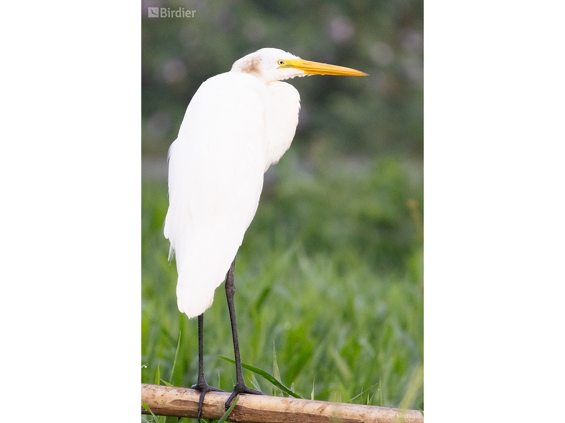 Ardea alba