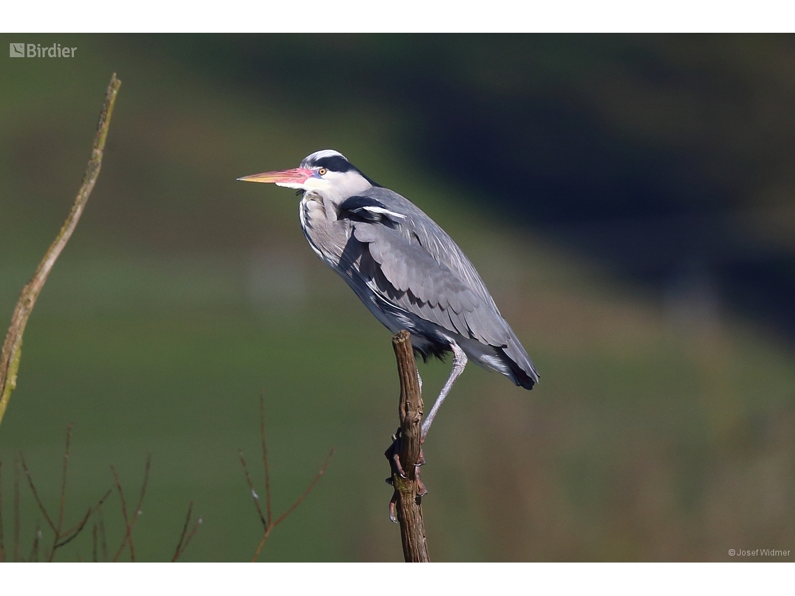 Ardea cinerea