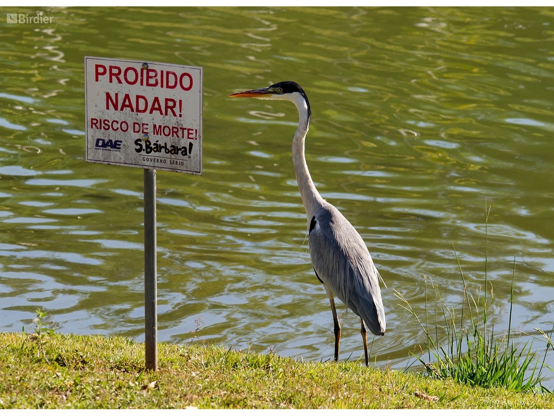 Ardea cinerea