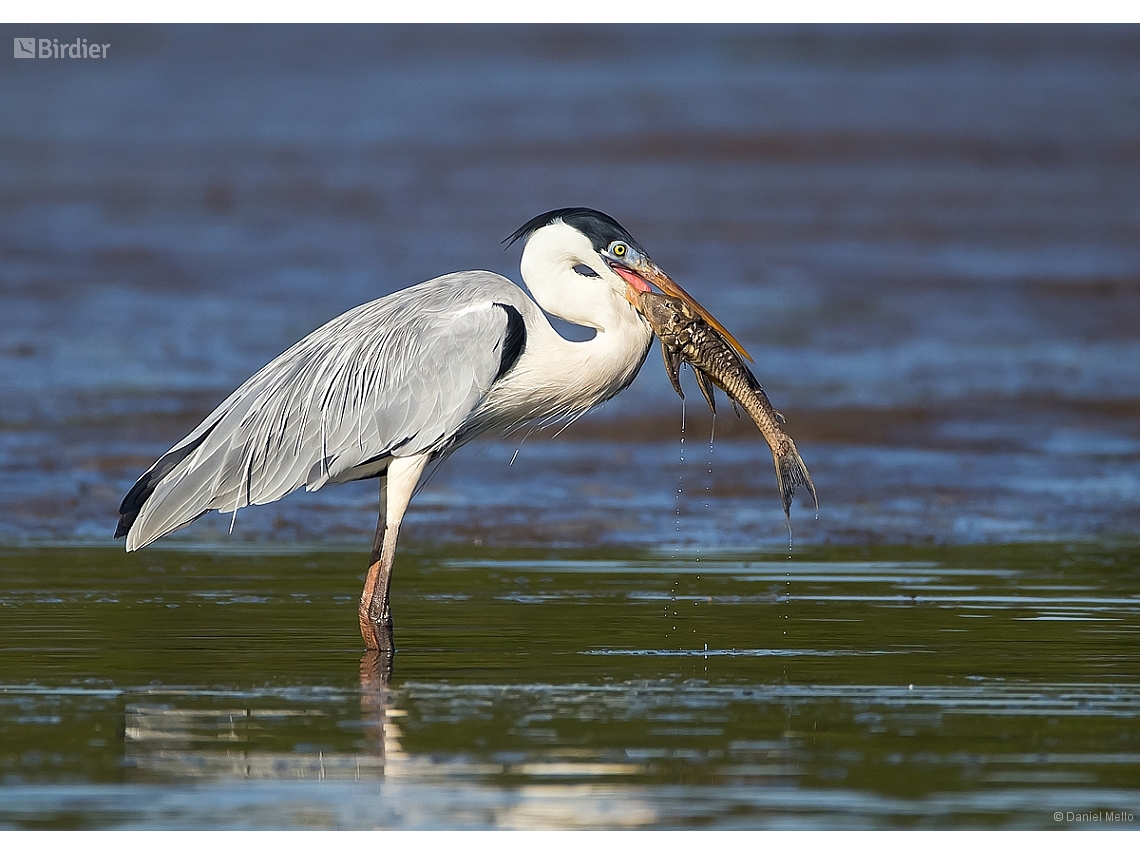 Ardea cocoi