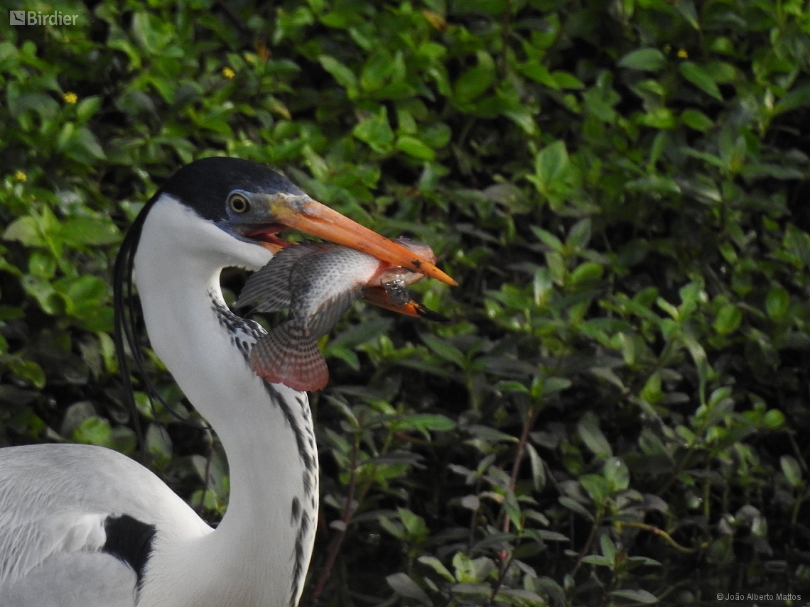 Ardea cocoi