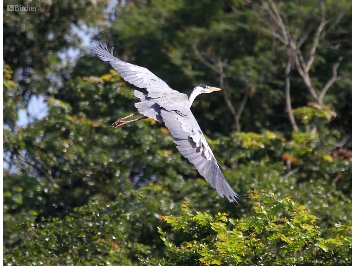 Ardea cocoi