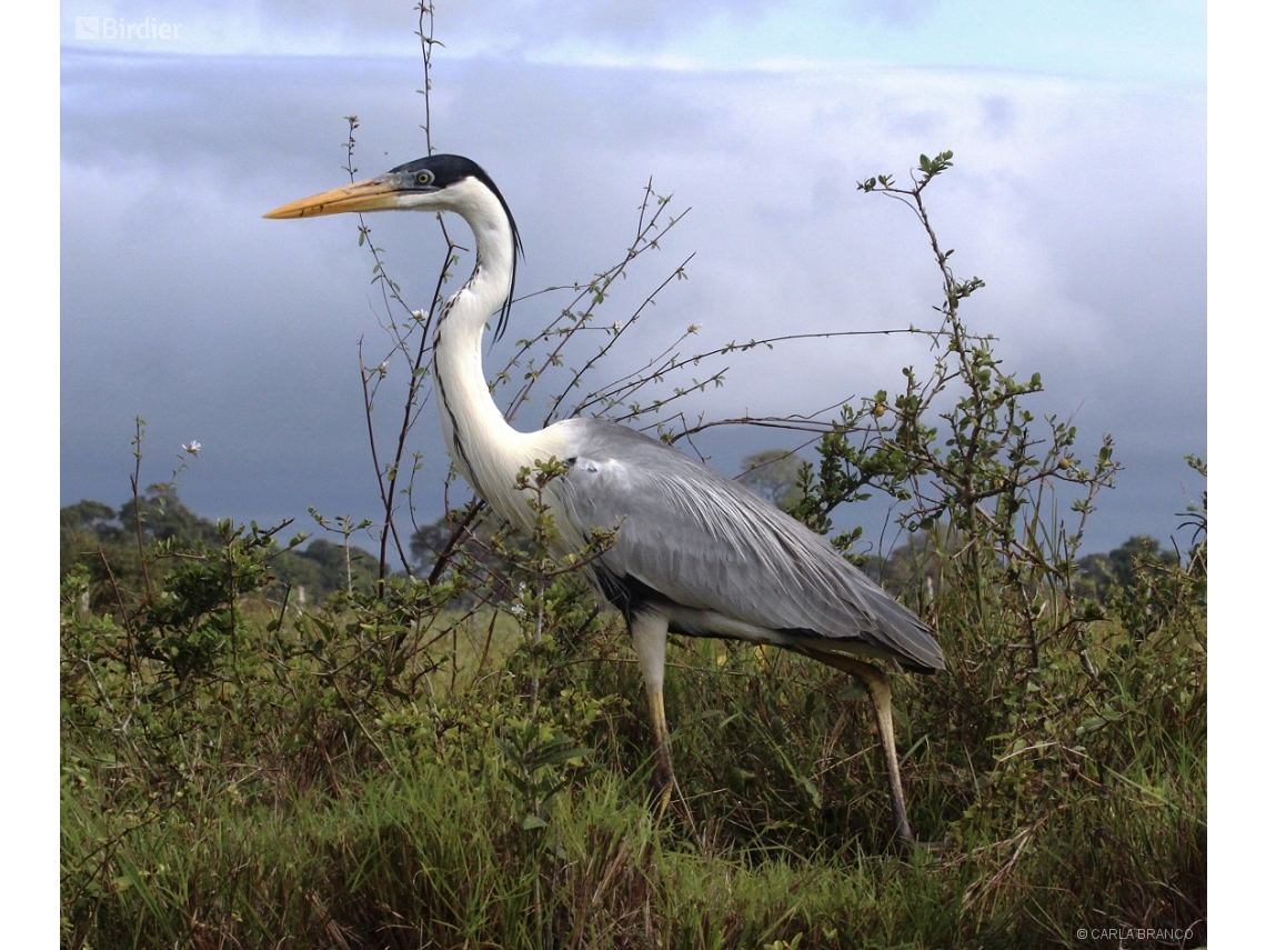 Ardea cocoi