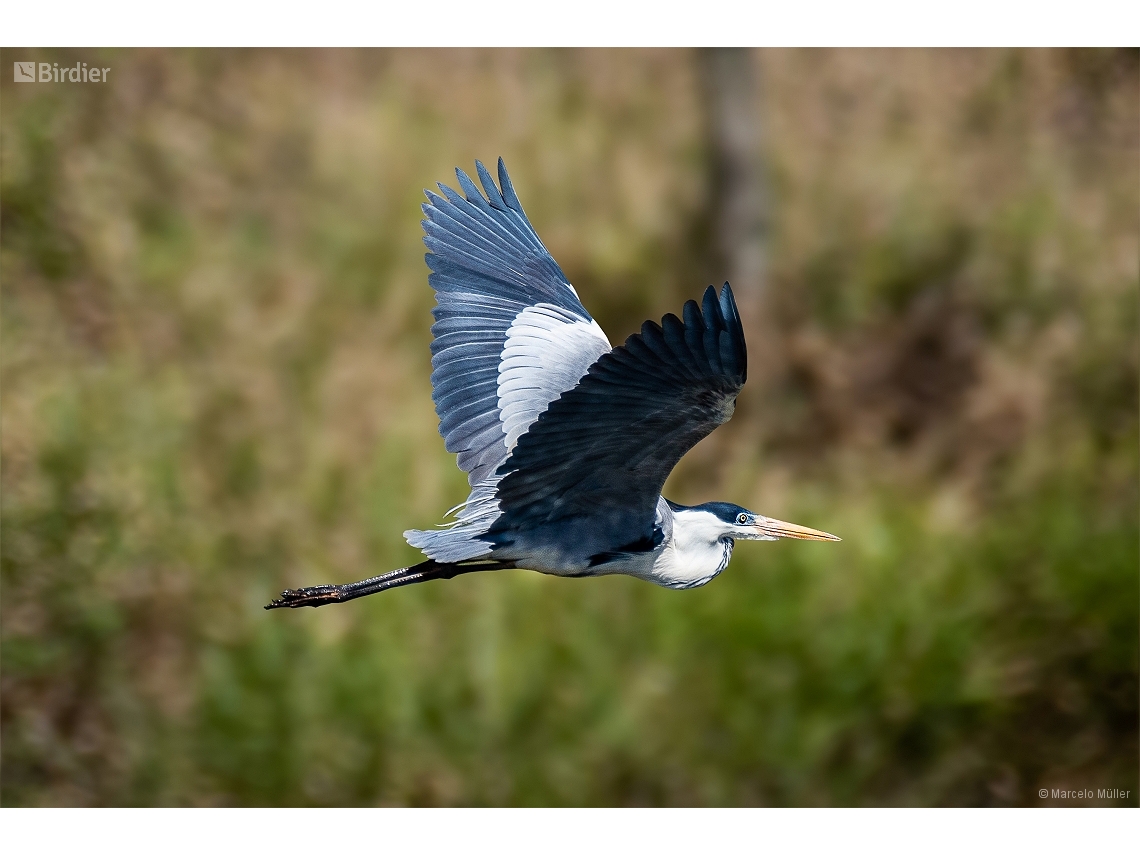 Ardea cocoi