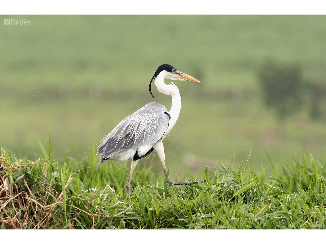 Ardea cocoi