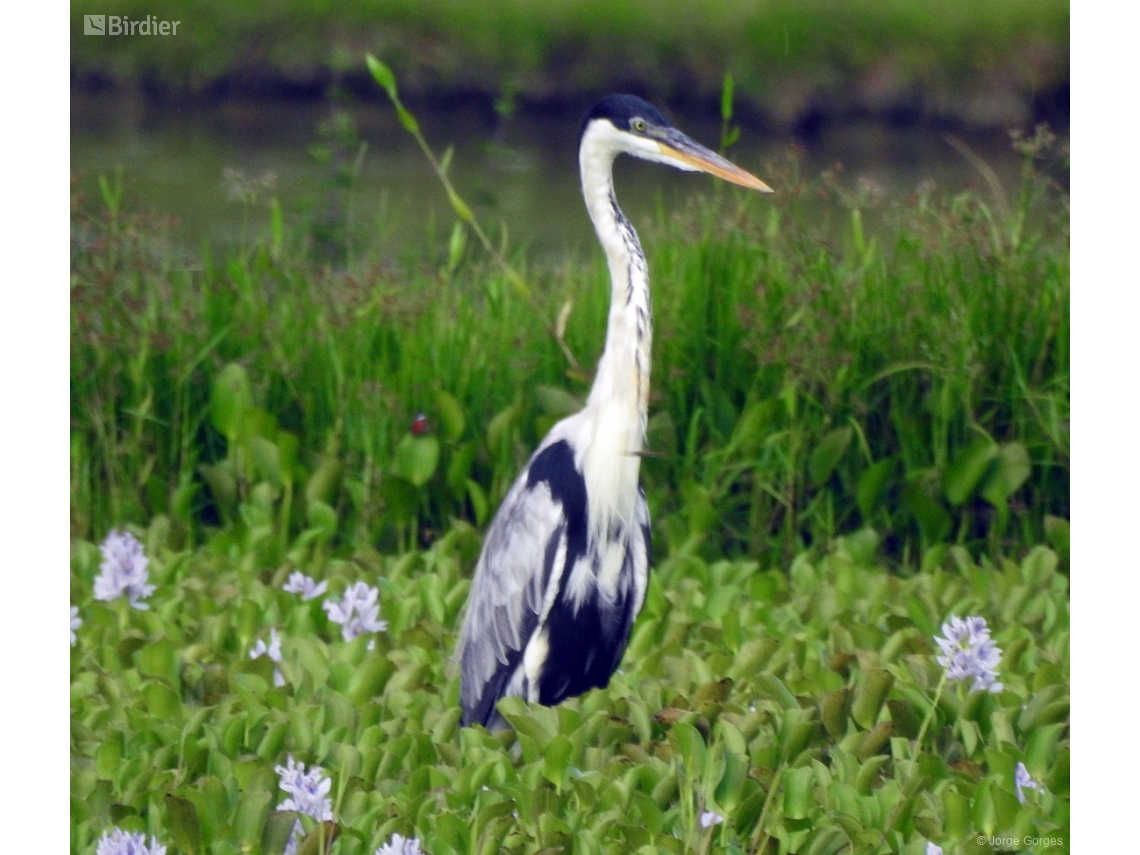 Ardea cocoi