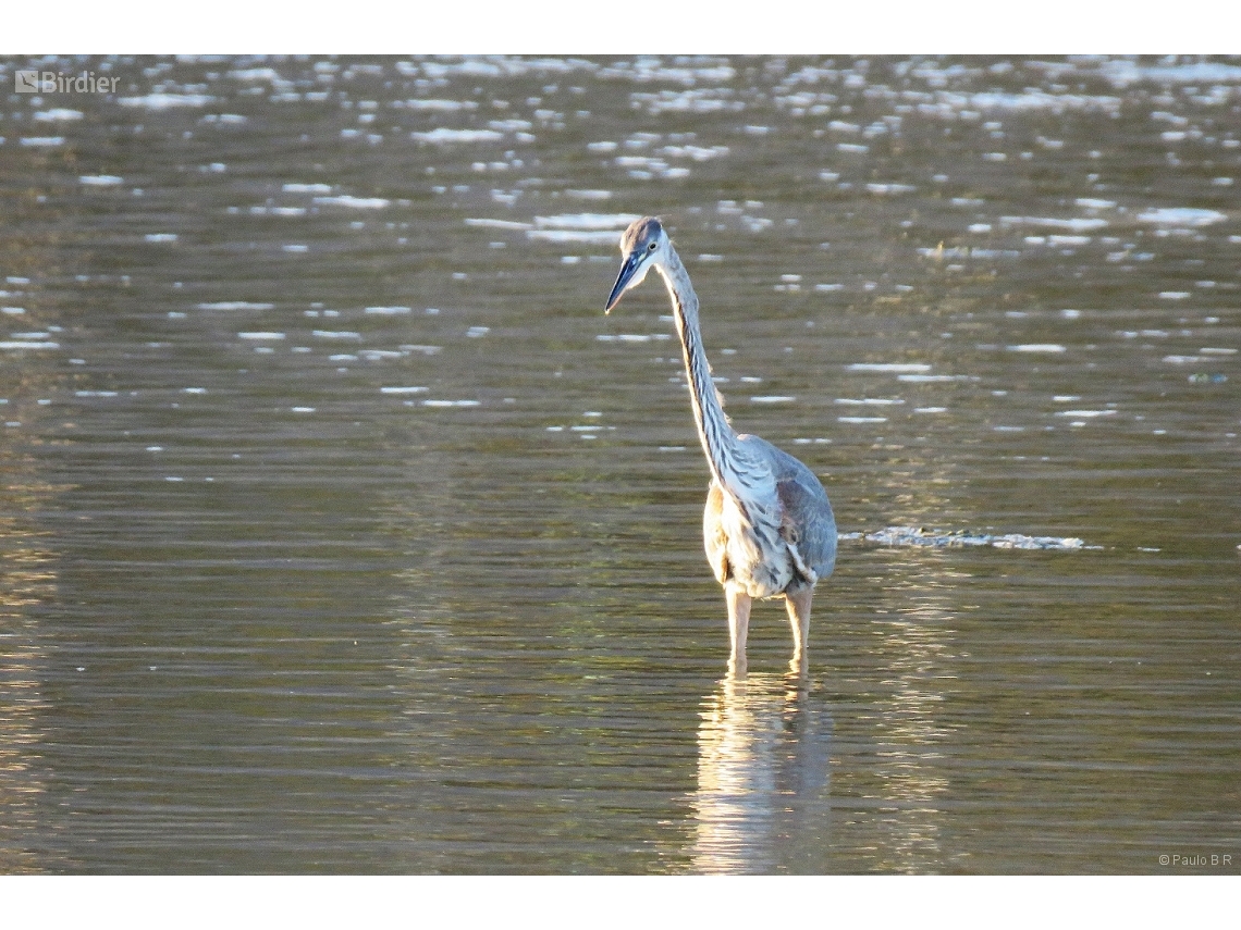 Ardea herodias