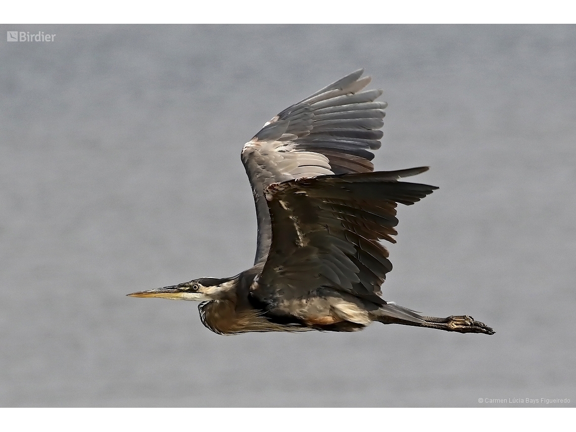 Ardea herodias