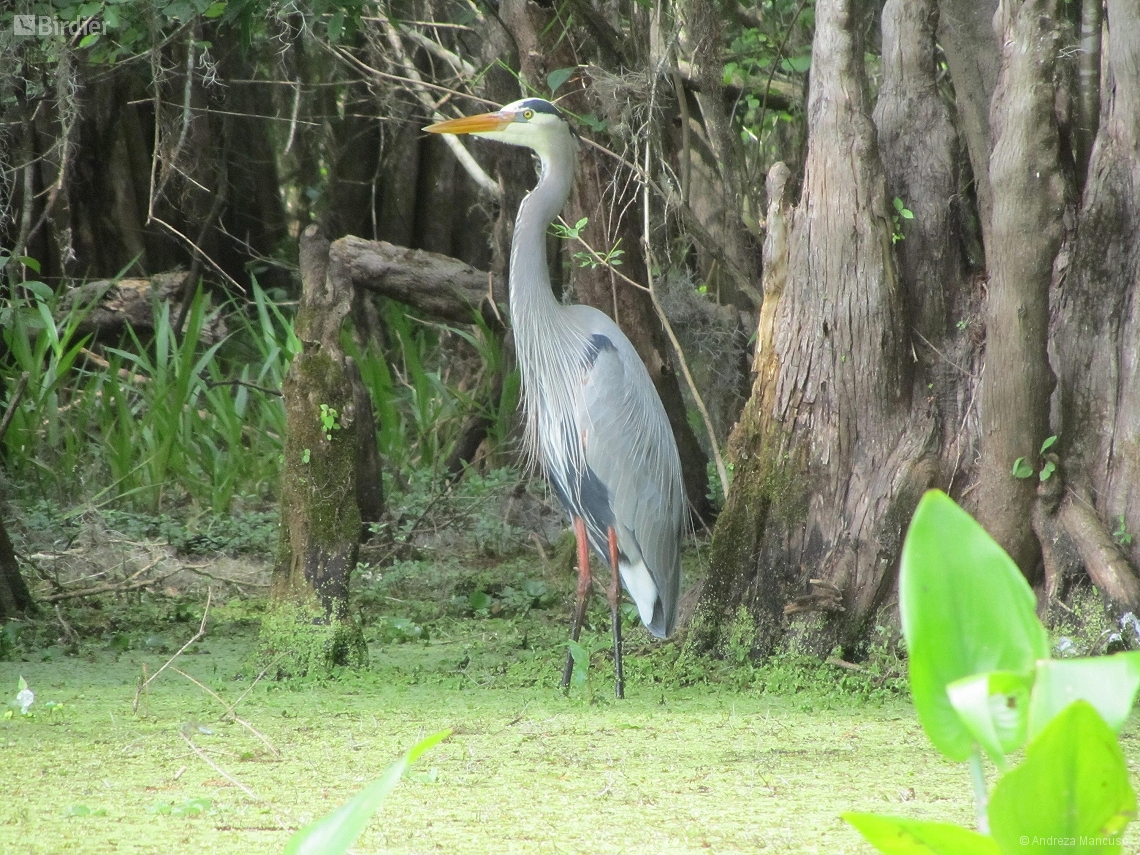 Ardea herodias