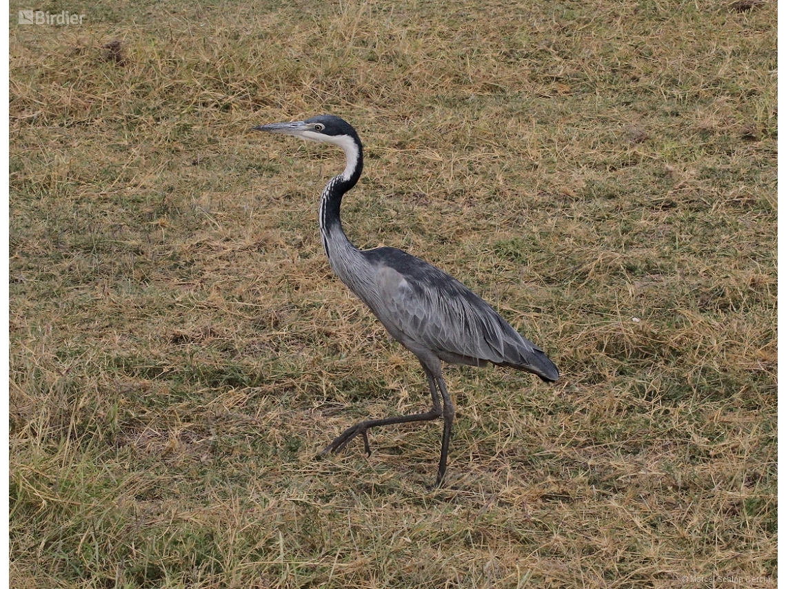 Ardea melanocephala