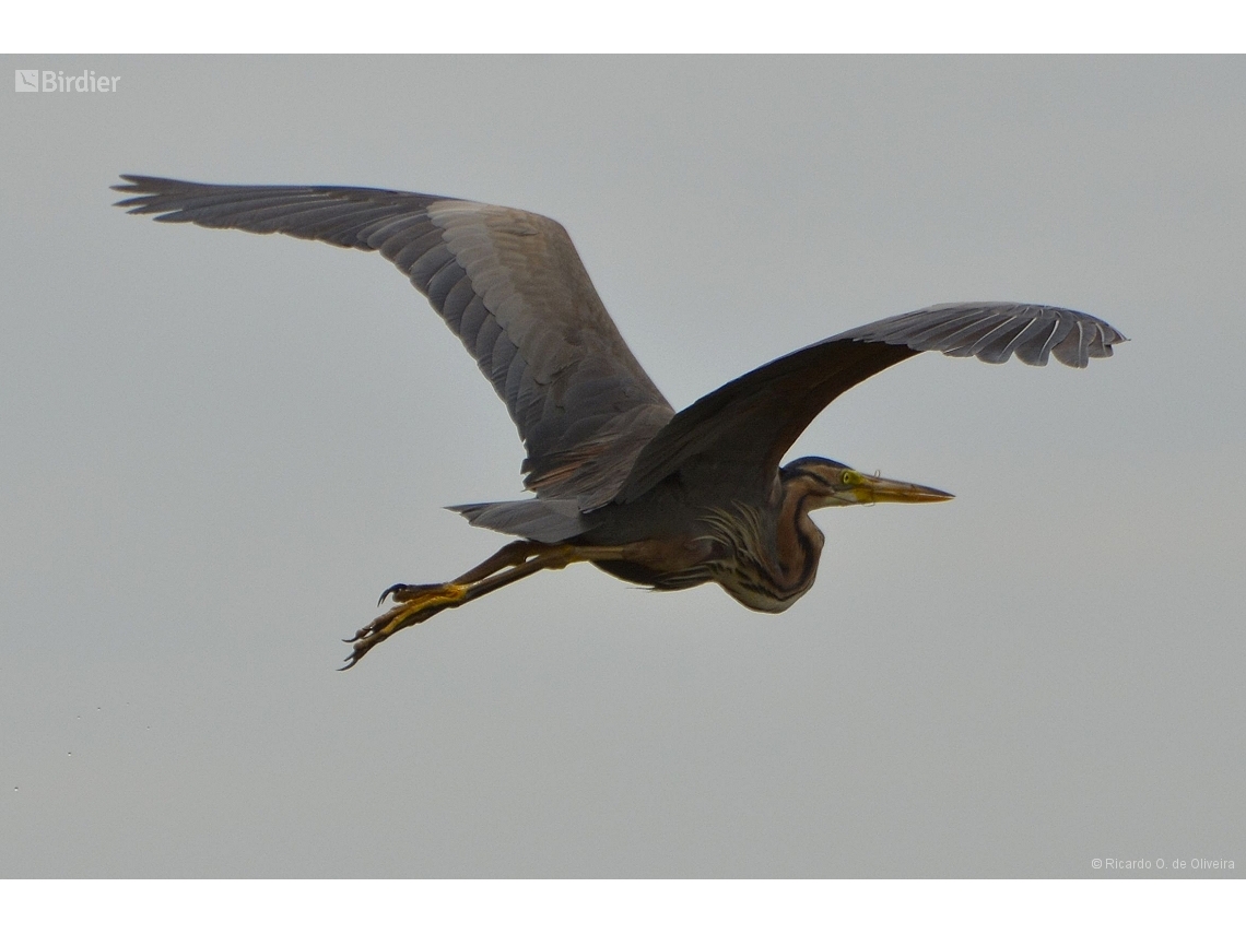 Ardea purpurea