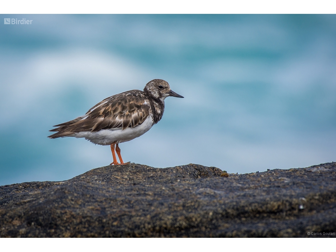 Arenaria interpres