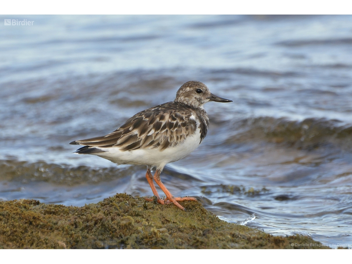 Arenaria interpres