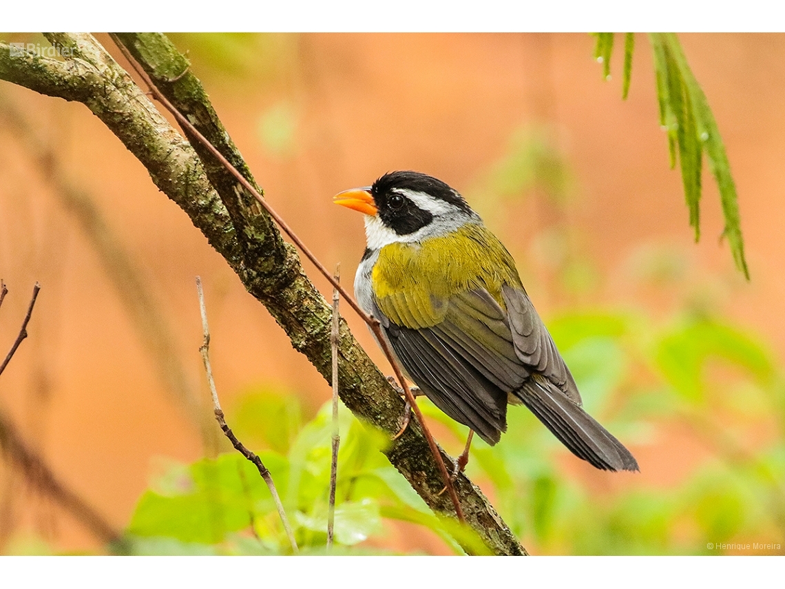 Arremon flavirostris