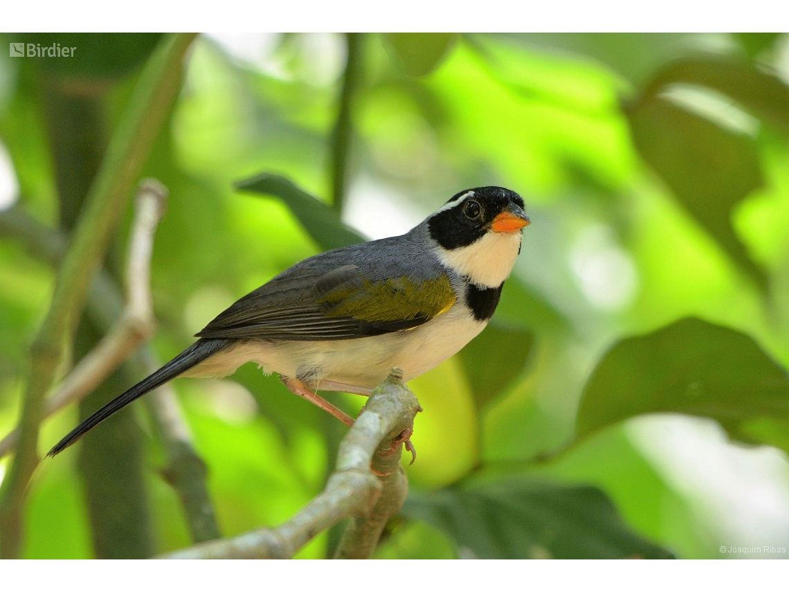 Arremon polionotus