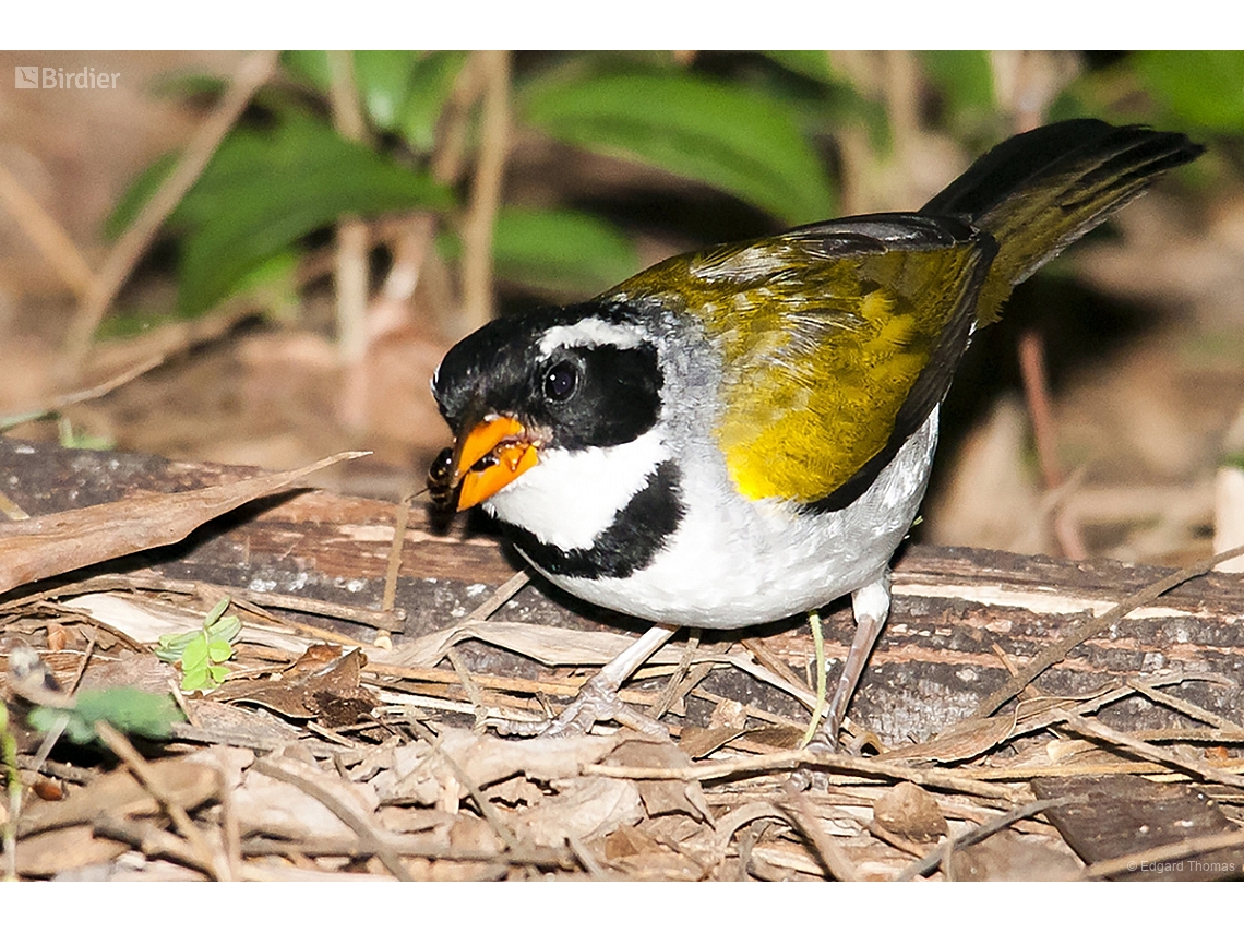 Arremon flavirostris
