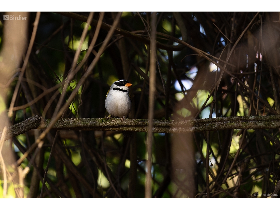 Arremon flavirostris
