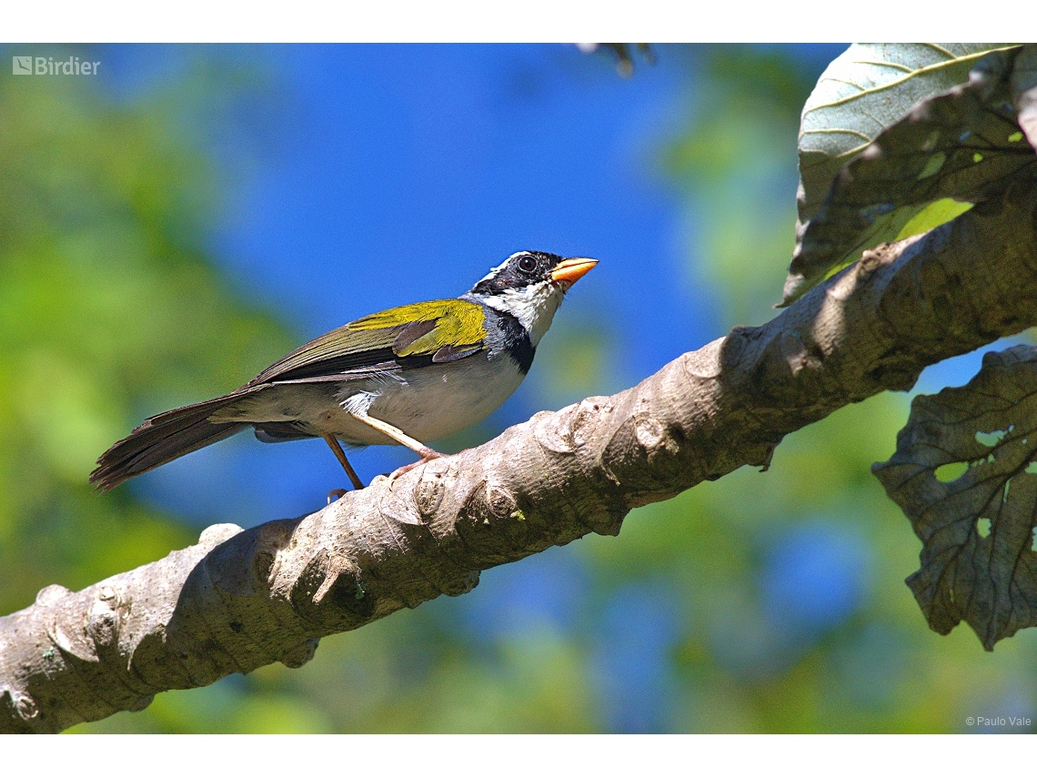 Arremon flavirostris