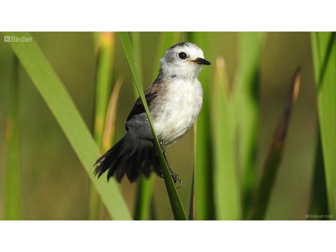 Arundinicola leucocephala