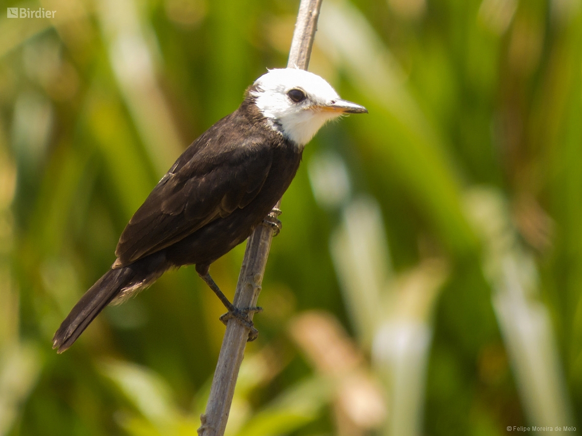 Arundinicola leucocephala