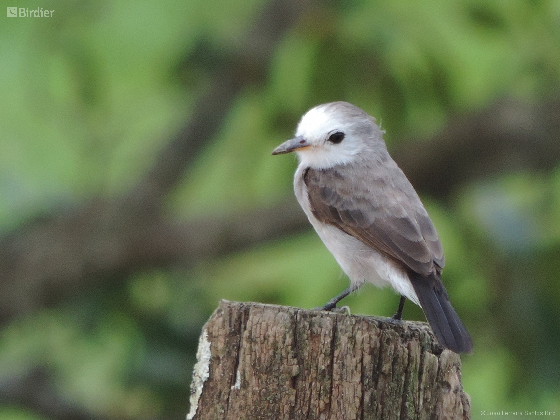 Arundinicola leucocephala