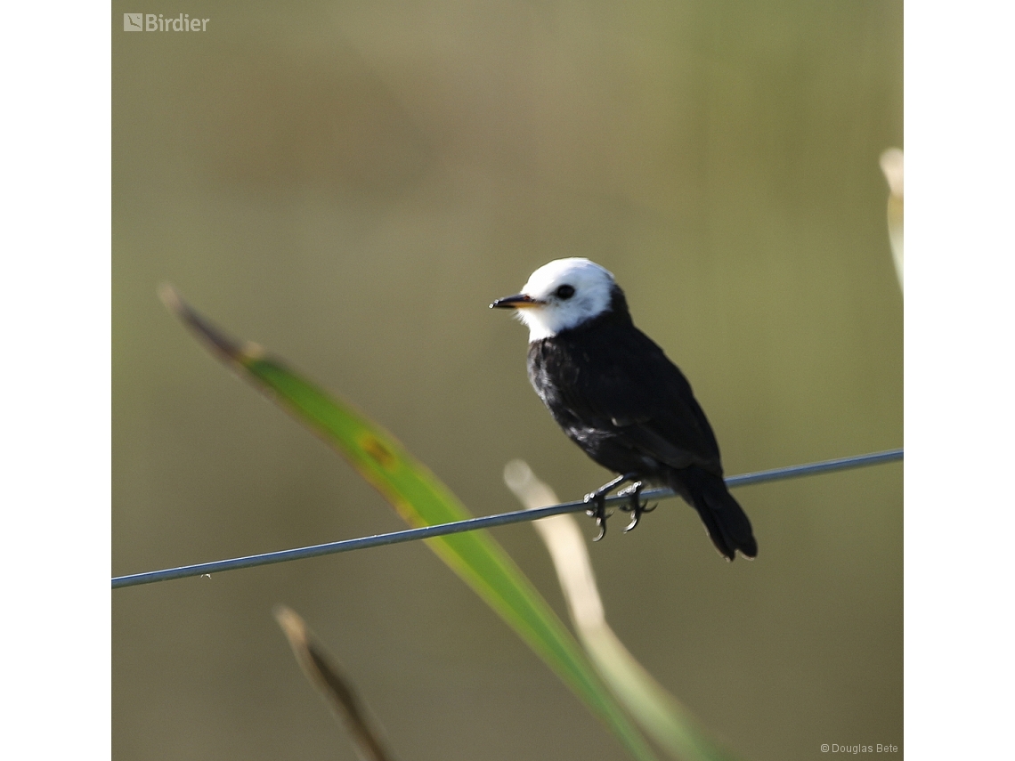 Arundinicola leucocephala