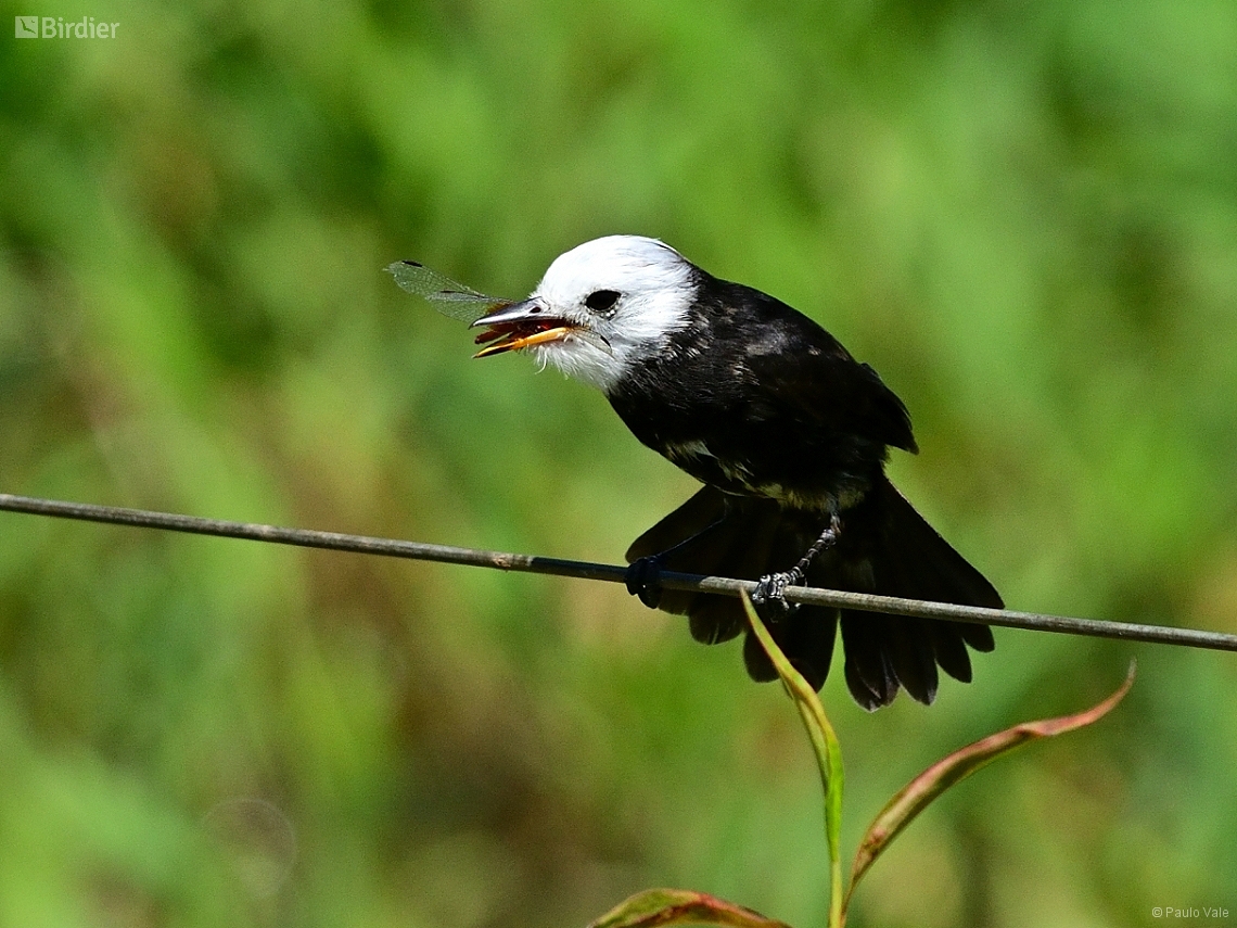 Arundinicola leucocephala