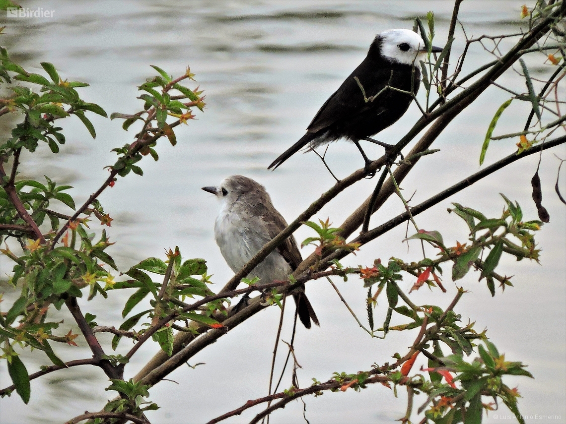 Arundinicola leucocephala