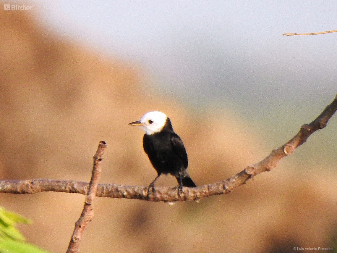 Arundinicola leucocephala