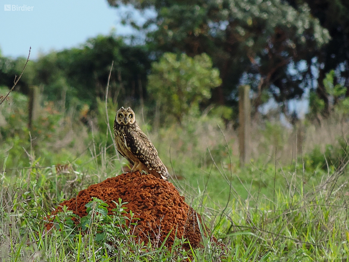 Asio flammeus