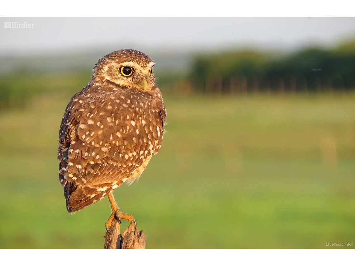 Athene cunicularia