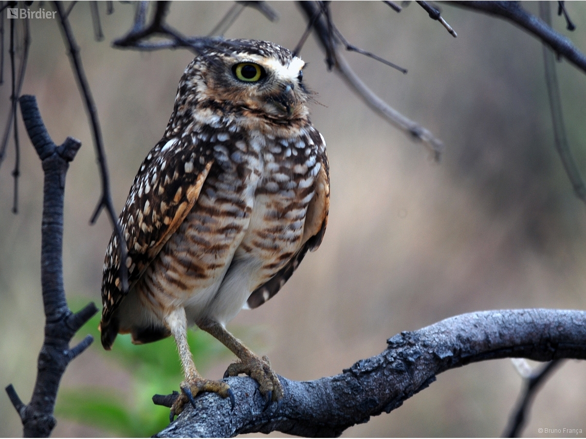 Athene cunicularia